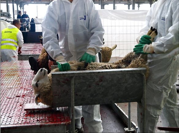 Ritueel Slachten: De animale holocaust gaat maar ongehinderd door…..